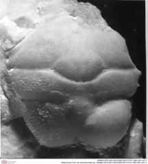 Historisches Foto von Goniodromites sp. (NHMW-AFW-GEO-BACHMAYER-FOTO-1990-0041-2517)